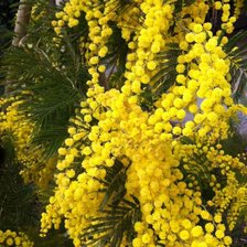 Схема вышивки «куст мимозы»