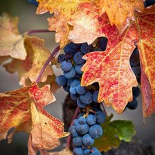 Схема вышивки «куст винограда»