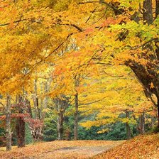 Схема вышивки «осенний лес»