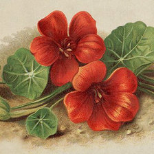 Схема вышивки «№1037571»