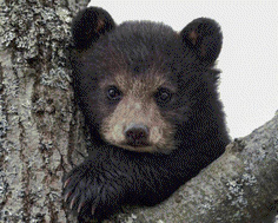 медвежонок - медведь - предпросмотр