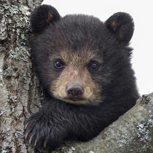 медвежонок