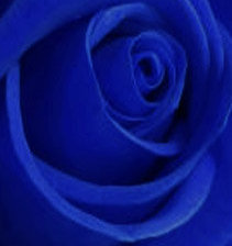 Схема вышивки «синяя роза»