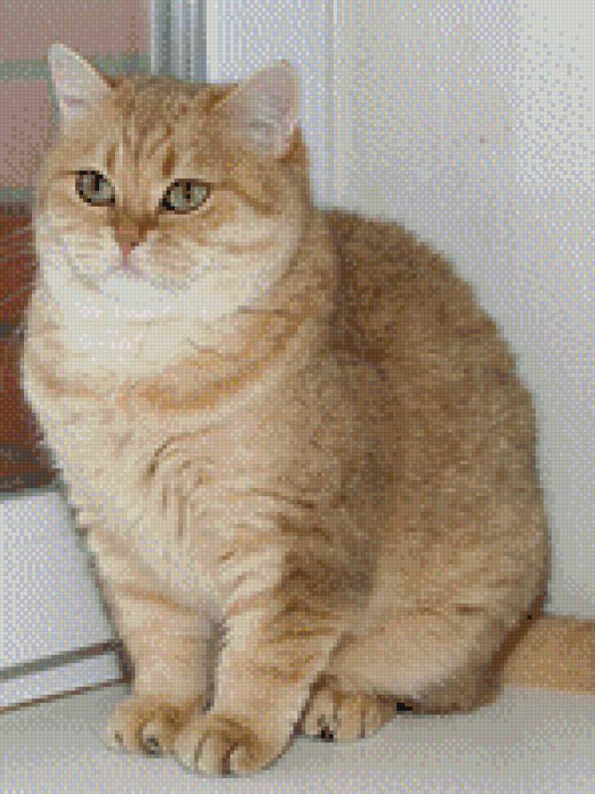 Котик - котик - предпросмотр