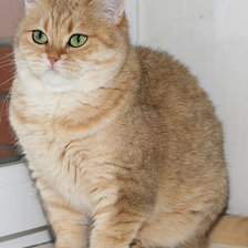 Схема вышивки «Котик»