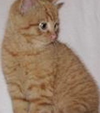 Схема вышивки «Котенок»