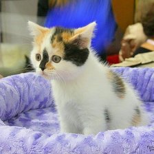 Схема вышивки «№1038643»