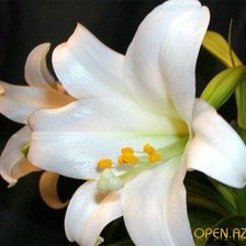 Схема вышивки «№1038646»