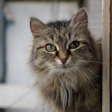 Схема вышивки «№1038655»