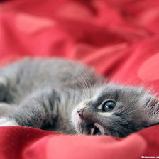 Схема вышивки «№1038674»