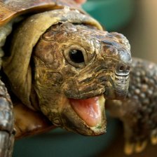 Схема вышивки «черепаша»