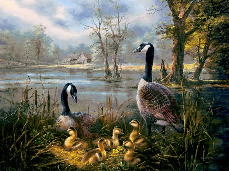 семя гусей - птицы - оригинал