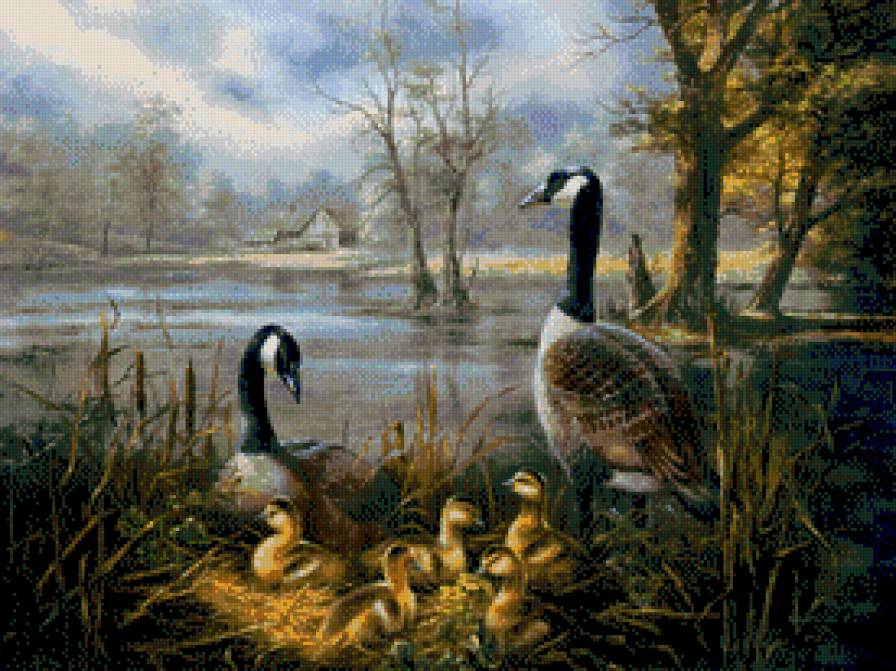 семя гусей - птицы - предпросмотр