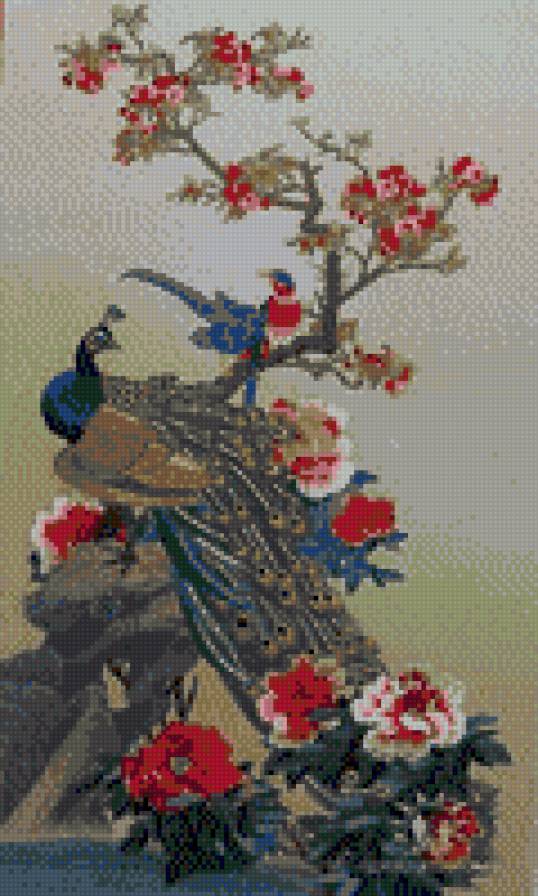 павлин - предпросмотр