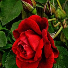 Схема вышивки «роза»