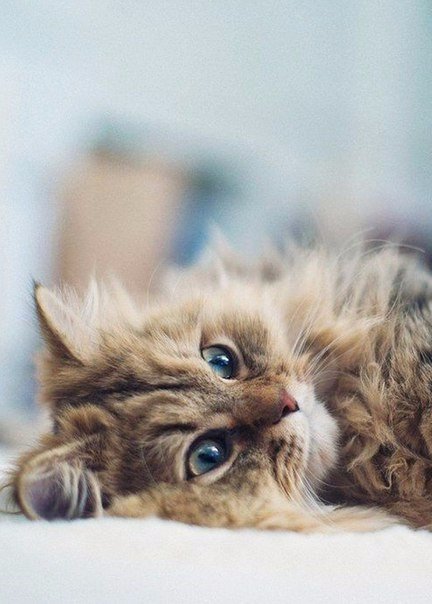 Котеночек - животные, котята, коты, кошки, домашние животные, уют - оригинал