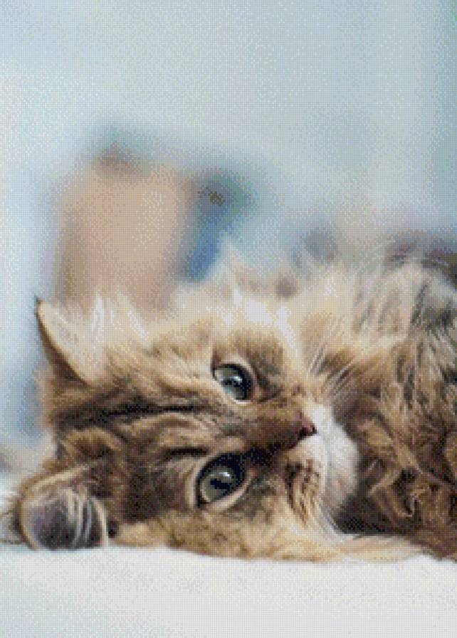 Котеночек - котята, уют, домашние животные, кошки, животные, коты - предпросмотр