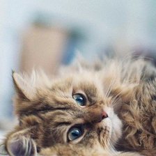 Схема вышивки «Котеночек»