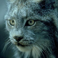 дикая кошка