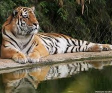 Схема вышивки «тигр»