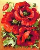 Схема вышивки «маки»