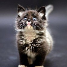 Схема вышивки «№1040508»