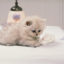 Схема вышивки «№1041239»