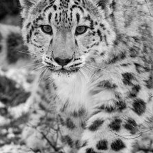 Схема вышивки «№1041268»