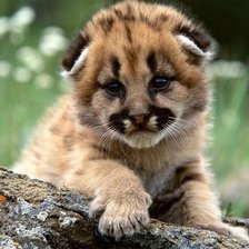 Схема вышивки «№1041320»