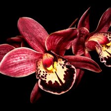 Схема вышивки «Цветы»