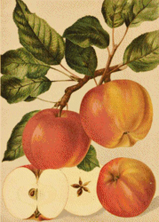 яблука - фрукты - предпросмотр