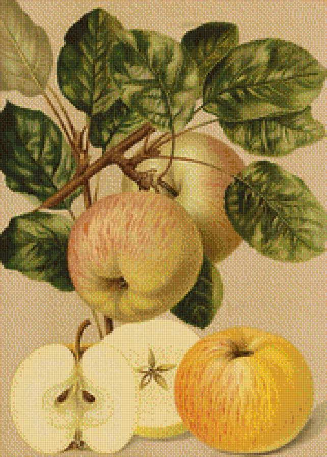 яблука - фрукты - предпросмотр