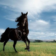 лошадь на лугу