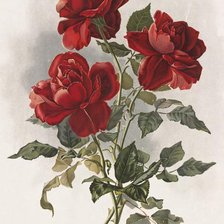 Схема вышивки «розы»