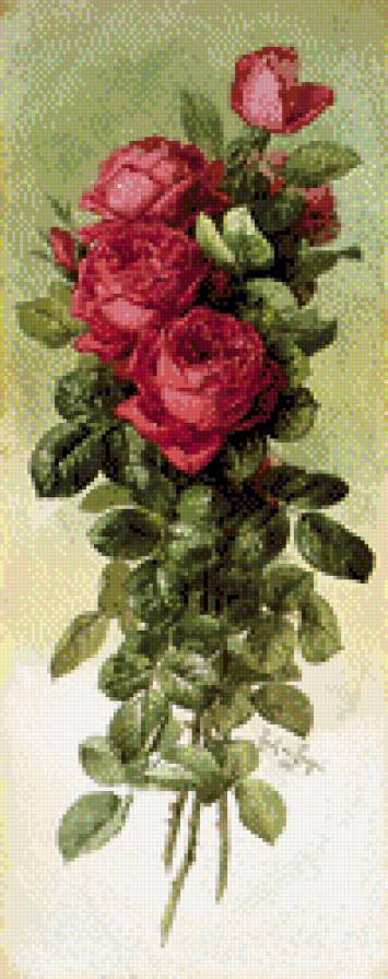 розы - розы - предпросмотр