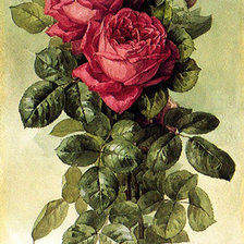 Схема вышивки «розы»