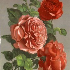 Схема вышивки «розы»