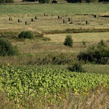 Схема вышивки «луг»