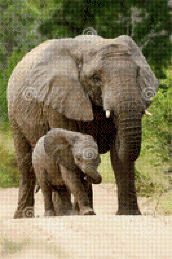 Слоны - слоны - предпросмотр