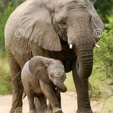 Схема вышивки «Слоны»