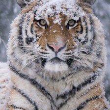 Схема вышивки «тигруля»