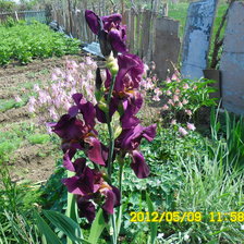 Схема вышивки «Ирис»