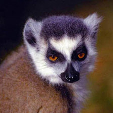 Схема вышивки «взгляд»