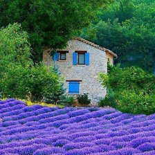 campo de lavanda con casa