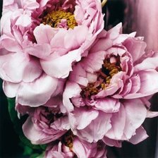 Схема вышивки «Пионы»