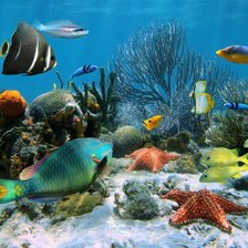 Аквариум