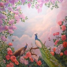 pavos con cielo purpura