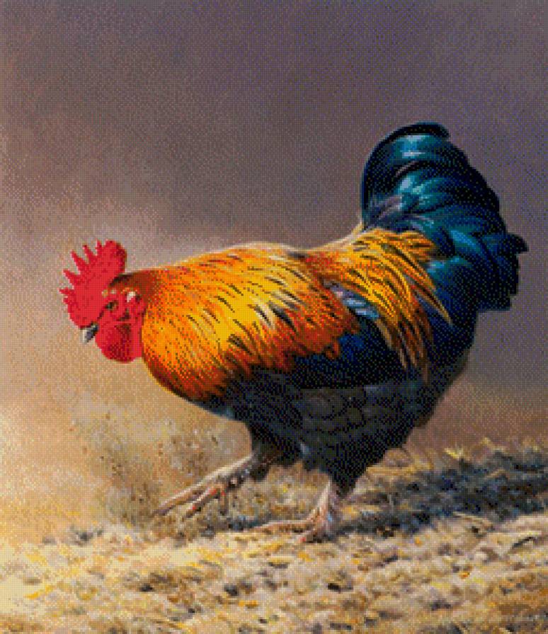 el gallo - предпросмотр