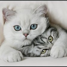 Схема вышивки «котики»