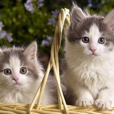 Схема вышивки «серия "кошки"»